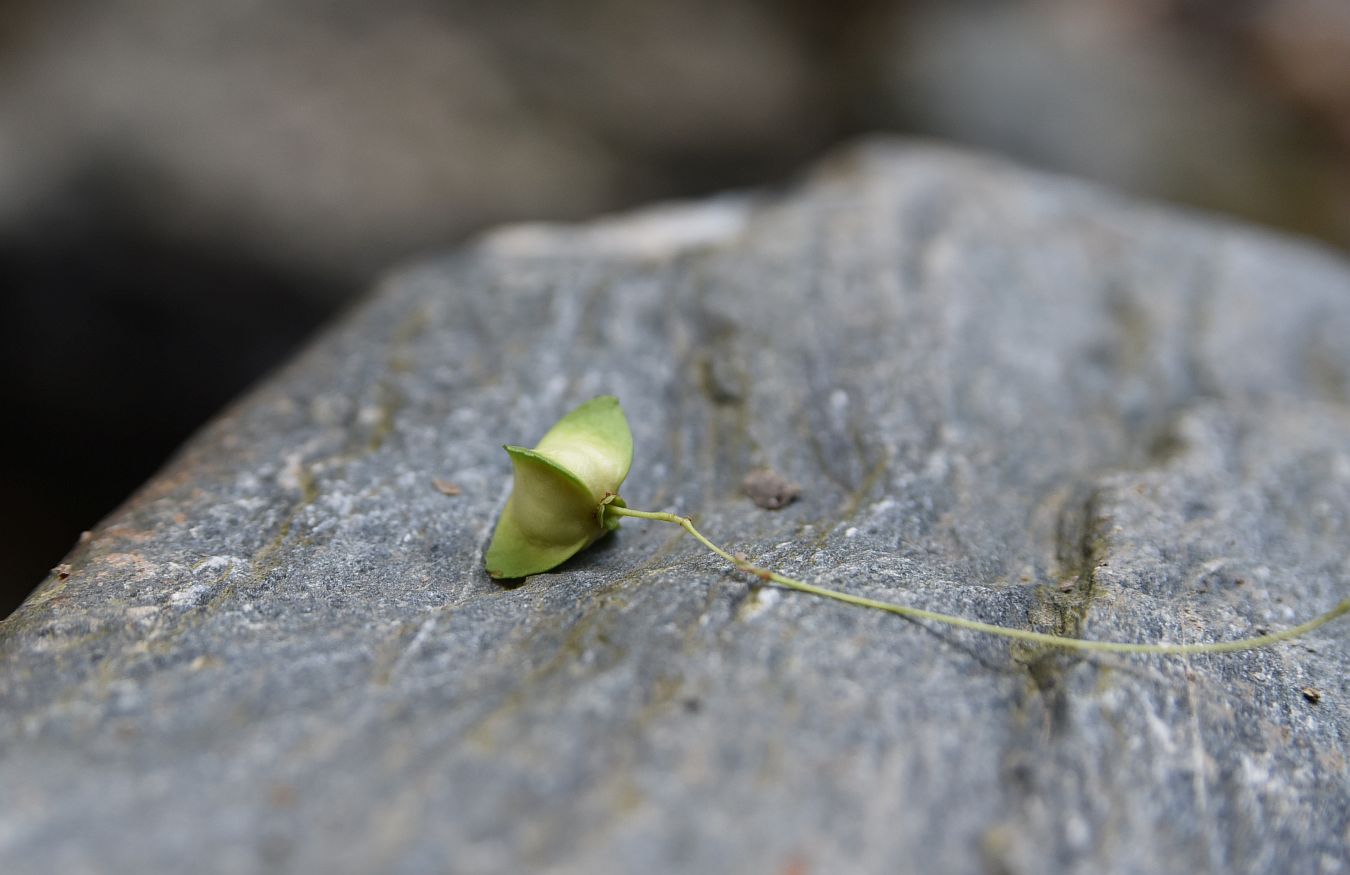 Изображение особи Euonymus latifolius.