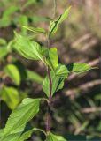 Helianthus tuberosus