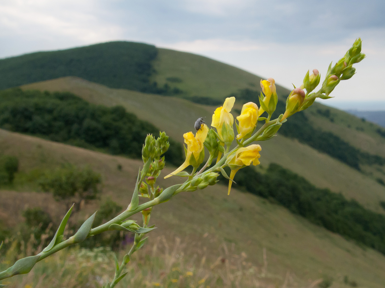 Image of Linaria genistifolia specimen.