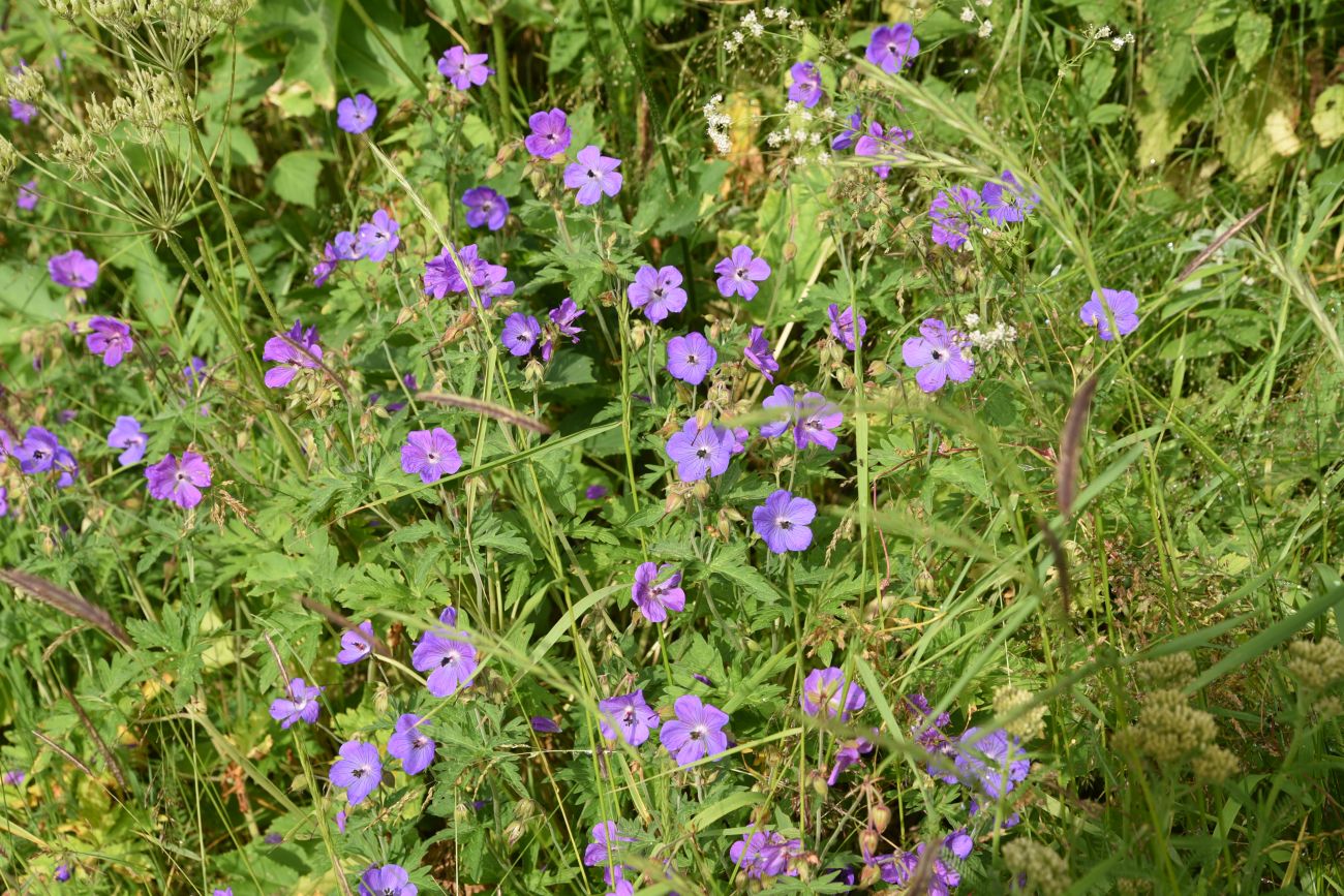 Изображение особи род Geranium.