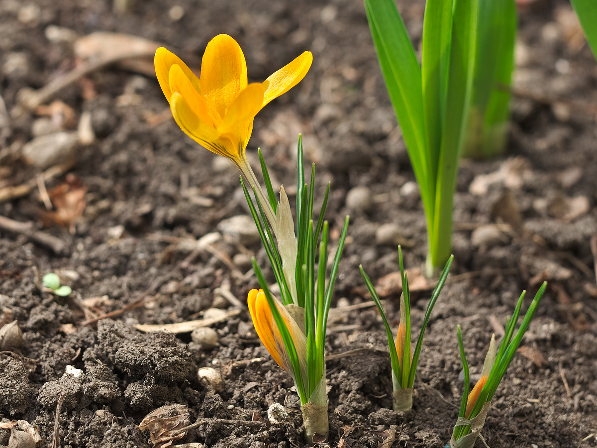 Image of genus Crocus specimen.