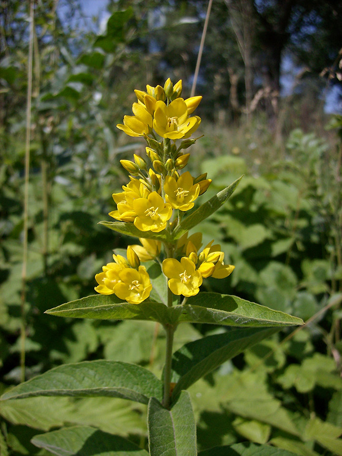 Image of Lysimachia vulgaris specimen.