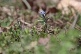 Buglossoides arvensis