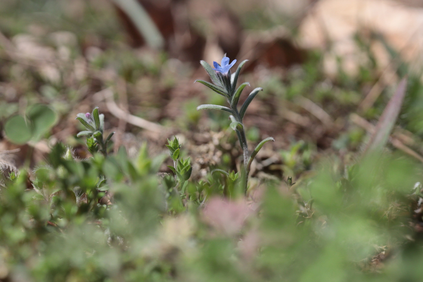 Изображение особи Buglossoides incrassata.