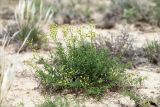 Haplophyllum