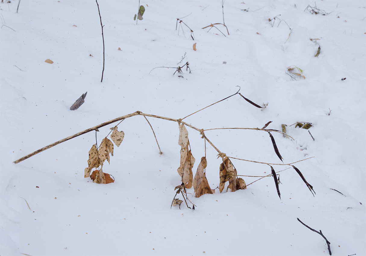 Image of genus Lathyrus specimen.