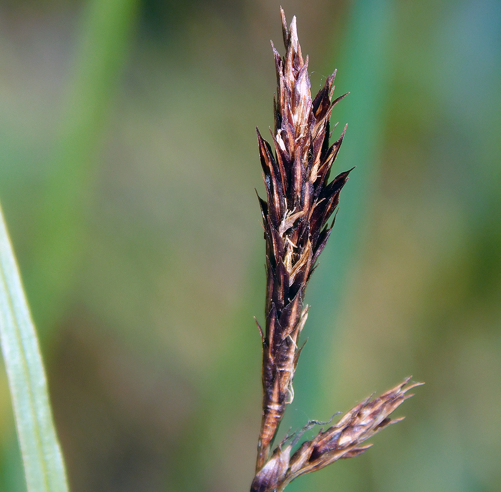 Image of Carex melanostachya specimen.