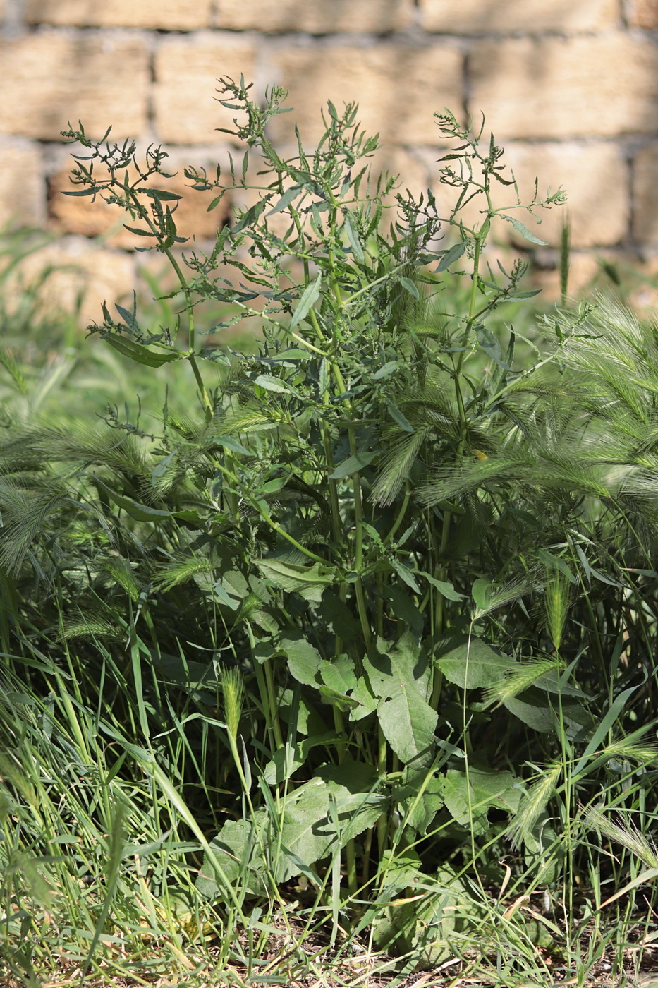 Image of Rumex pulcher specimen.