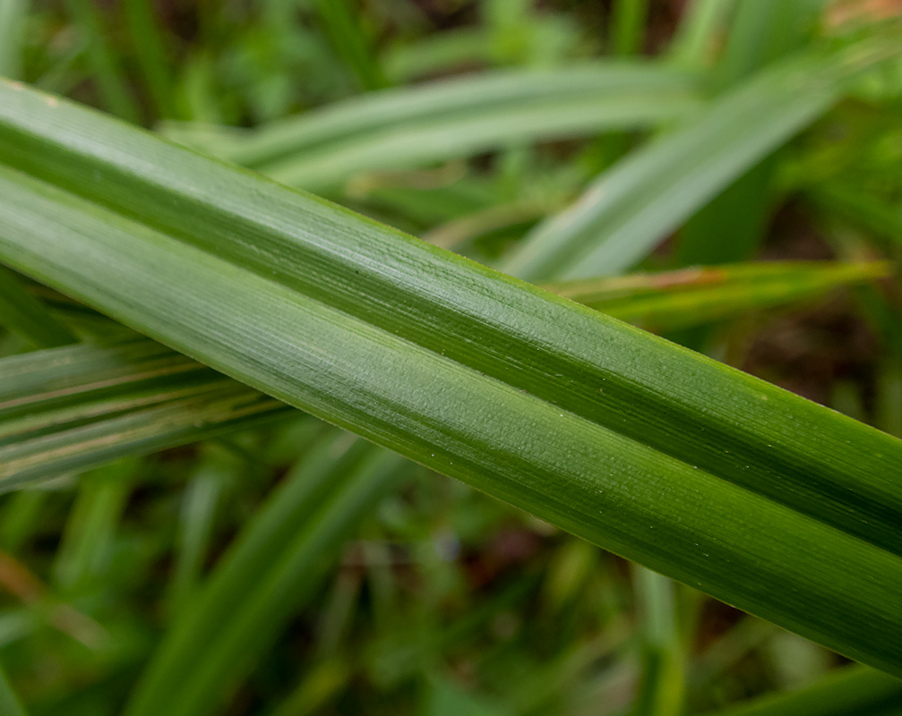 Image of Scirpus sylvaticus specimen.