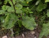 genus Arctium. Нижняя часть растения. Кабардино-Балкария, Эльбрусский р-н, Тызыльское ущелье, обочина дороги. 25 июля 2022 г.