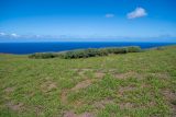 Crotalaria grahamiana. Вегетирующие растения. Чили, обл. Valparaiso, провинция Isla de Pascua, юго-западная часть острова, церемониальная деревня Orongo, высокий берег океана. 17.03.2023.