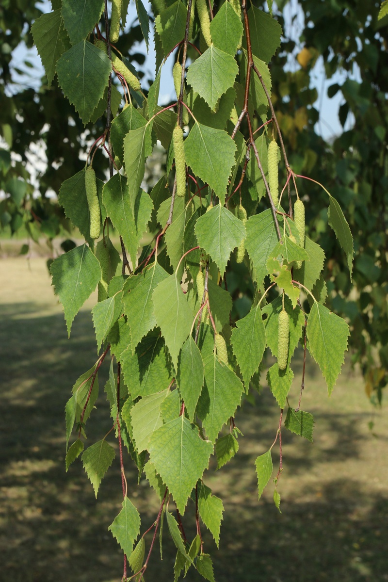 Image of Betula pendula specimen.