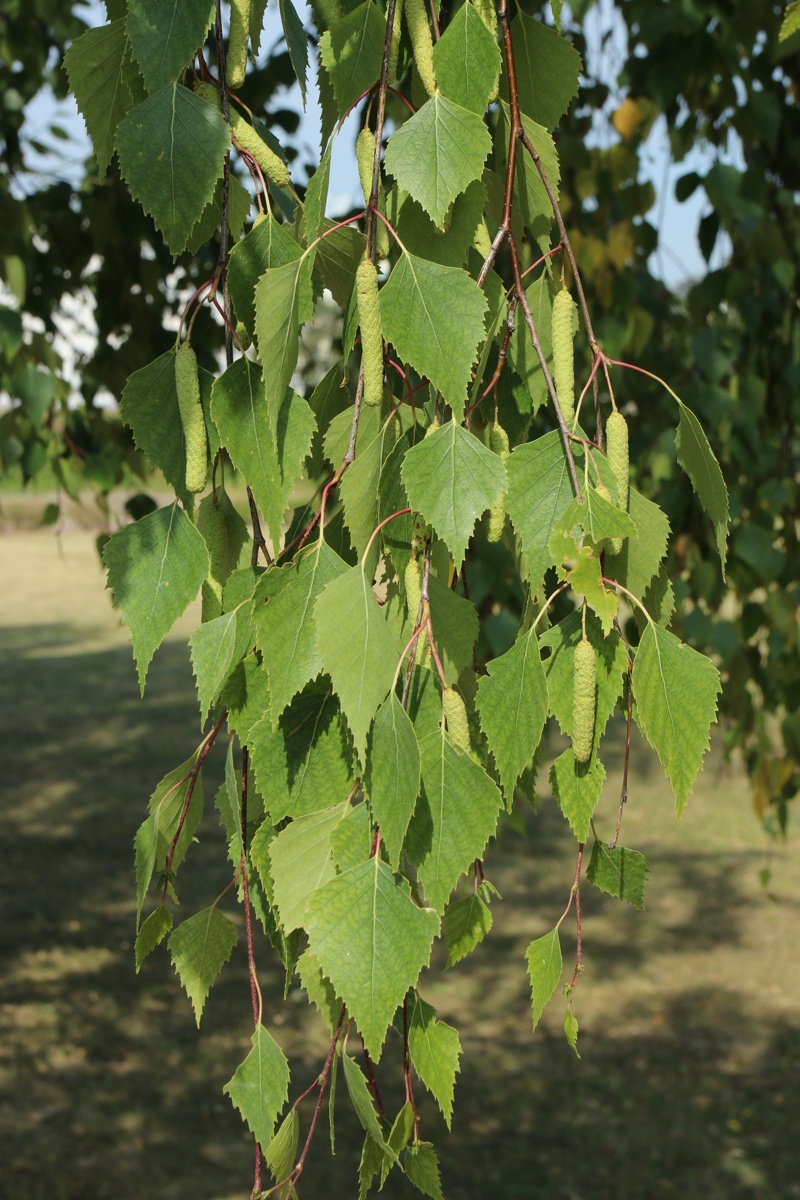 Изображение особи Betula pendula.