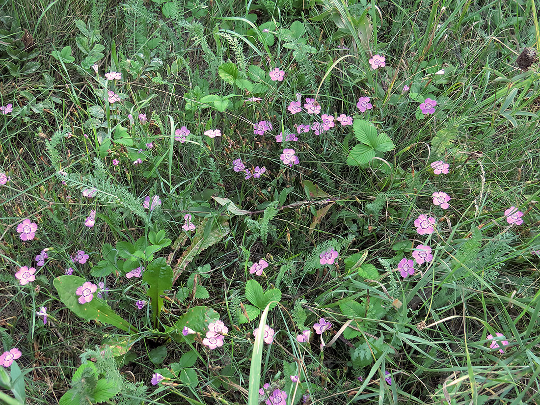 Изображение особи Dianthus fischeri.