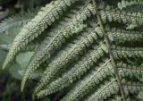 Dryopteris filix-mas. Часть вайи с сорусами (абаксиальная поверхность). Пермский край, г. Пермь, Дзержинский р-н, м-н Акуловский, смешанный лес. 25.06.2023.