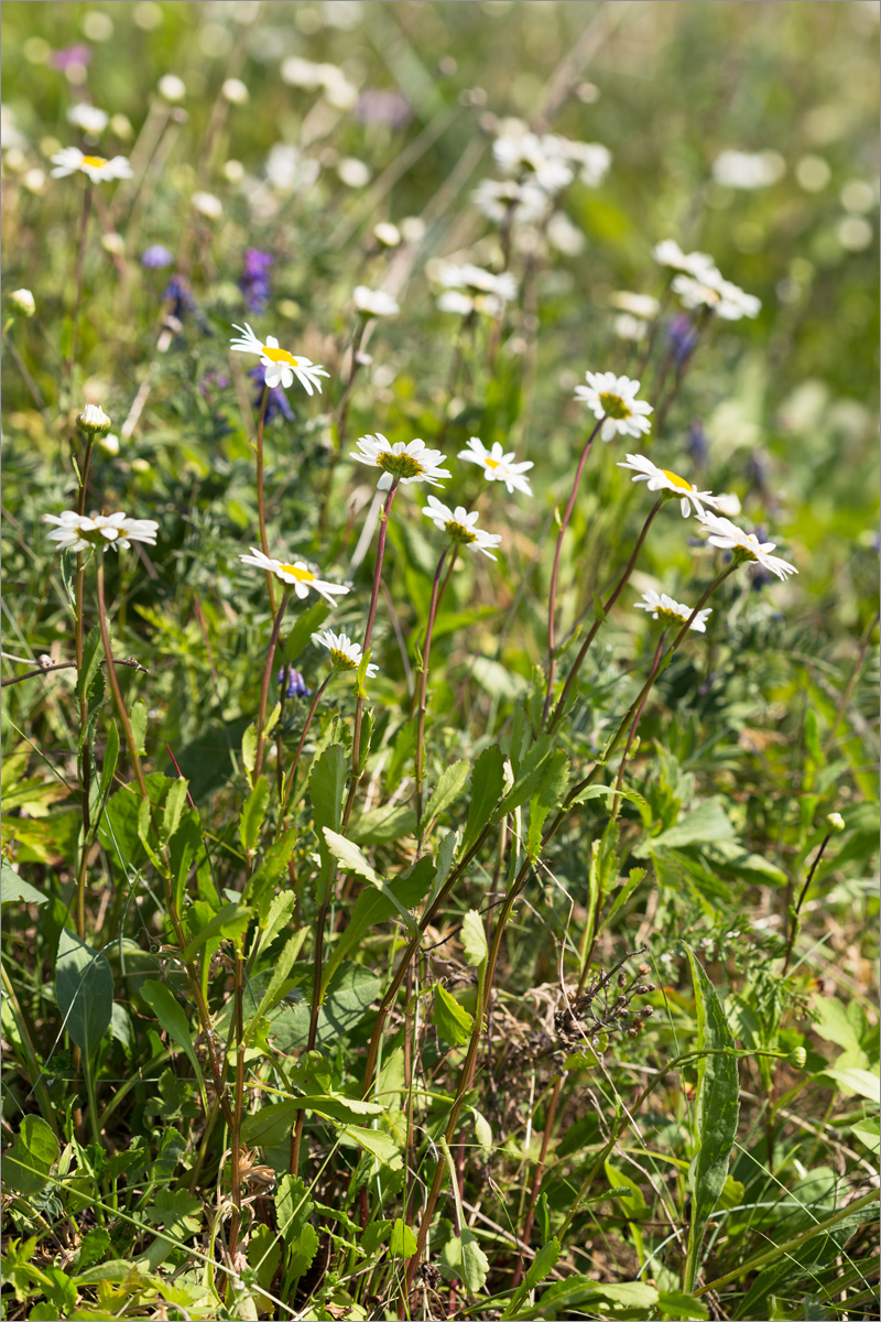 Изображение особи Leucanthemum ircutianum.