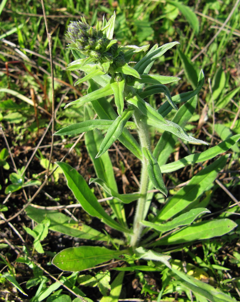 Изображение особи Echium vulgare.