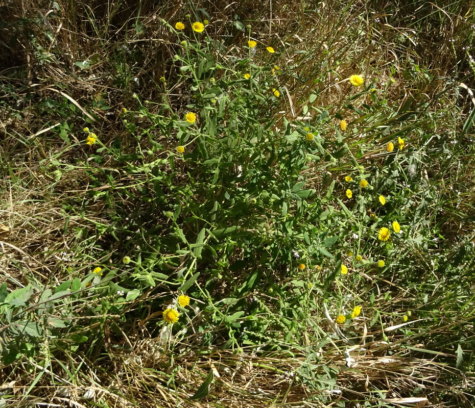 Изображение особи Pulicaria dysenterica.