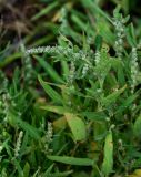 Atriplex subcordata. Верхушка плодоносящего растения. Сахалин, Корсаковский гор. округ, окр. с. Новиково, окраина каменистого пляжа. 15.08.2022.