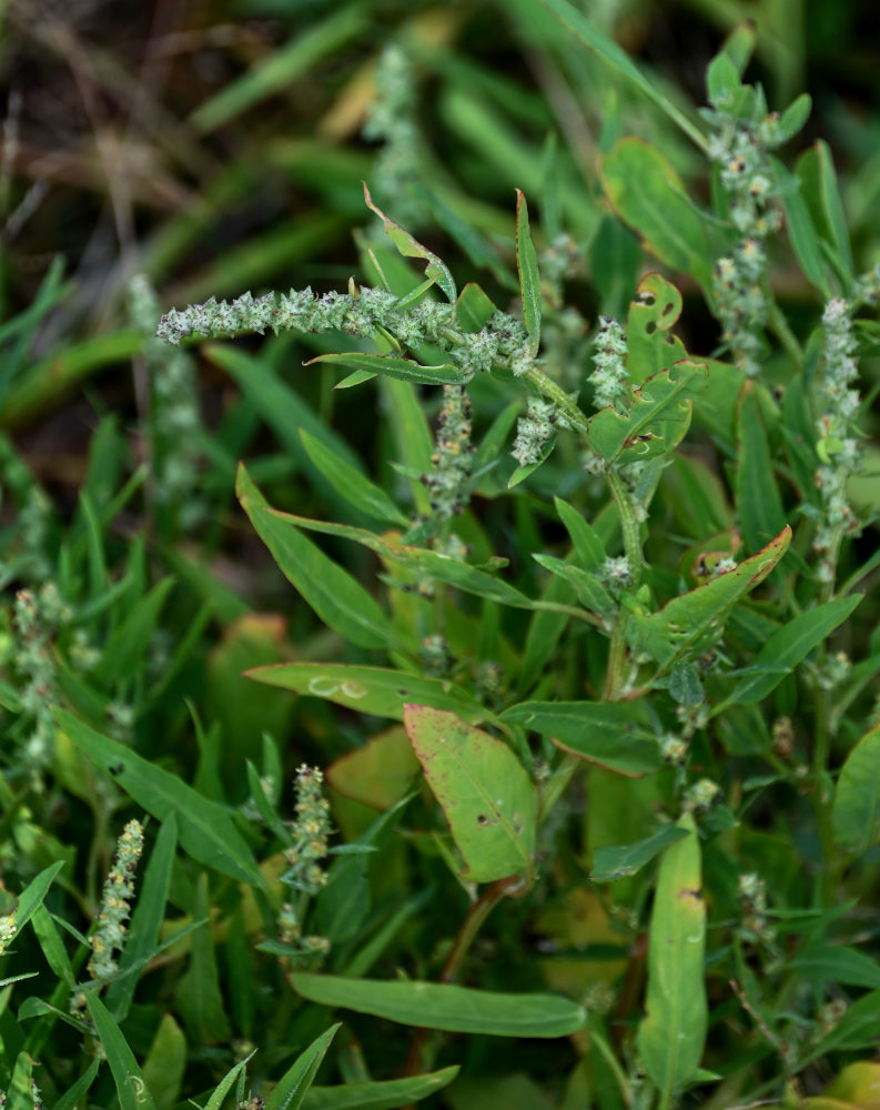 Image of Atriplex subcordata specimen.