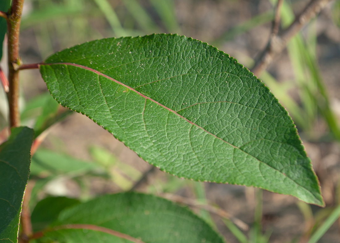 Image of Populus suaveolens specimen.