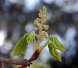 Aesculus hippocastanum