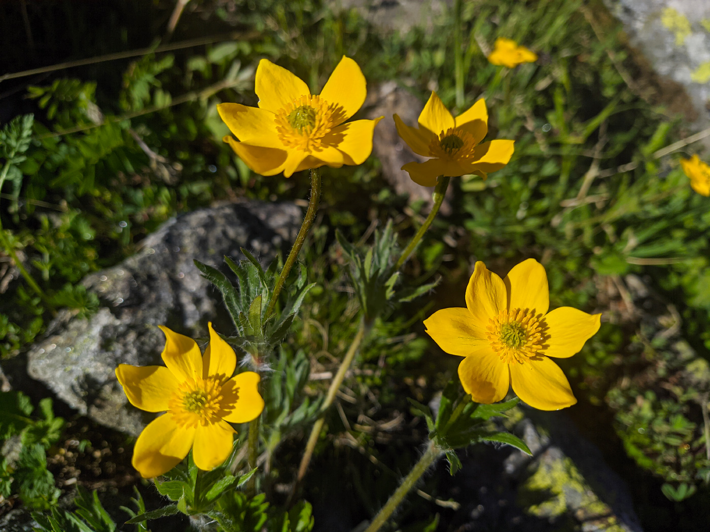 Image of Anemonastrum speciosum specimen.