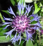 Centaurea montana