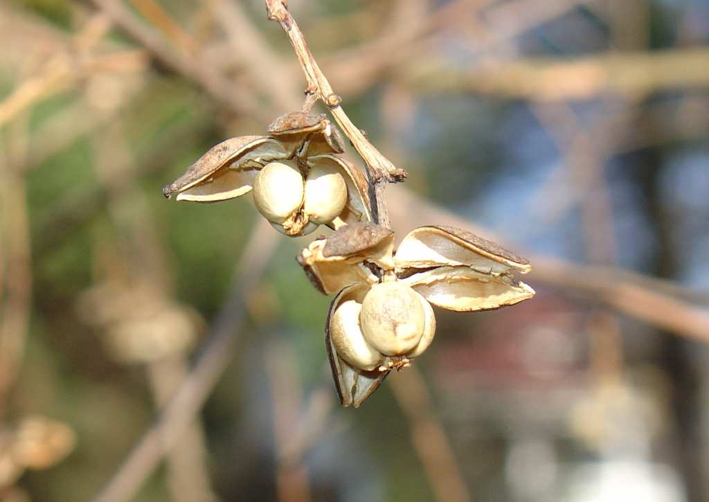 Изображение особи Triadica sebifera.