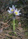 Pulsatilla patens. Цветущее растение. Пермский край, Оханский р-н, Кунчурихинский бор, Тулумбаихинское сельское поселение, смешанный лес. 02.05.2023.