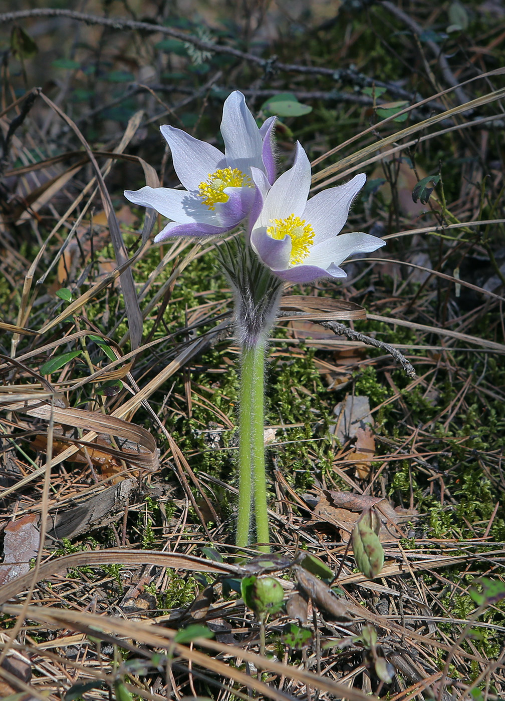 Image of Pulsatilla patens specimen.