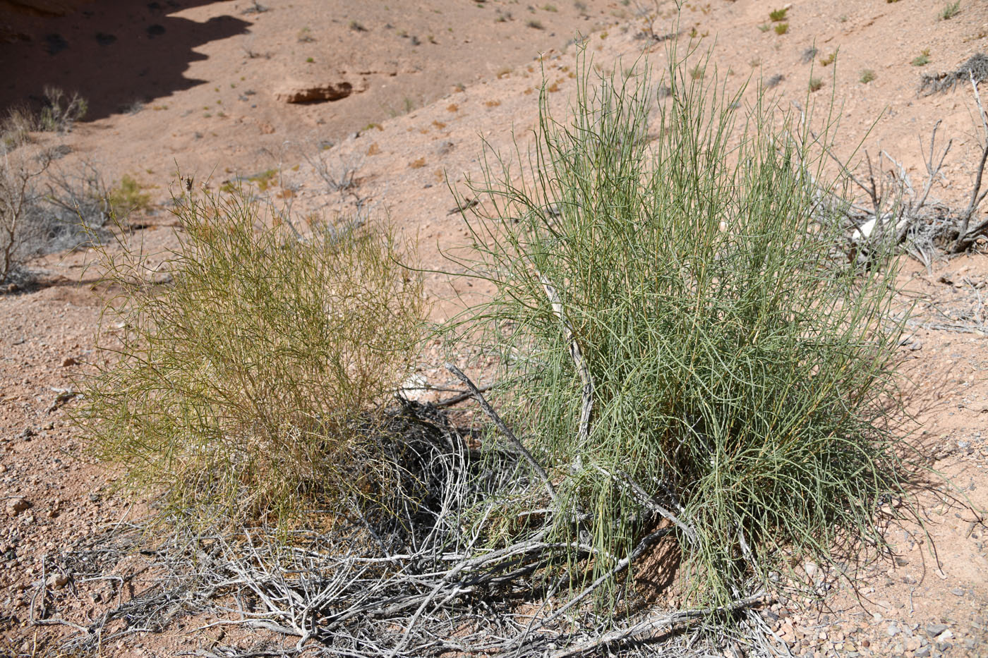 Image of Haloxylon persicum specimen.