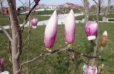 Magnolia &times; soulangeana