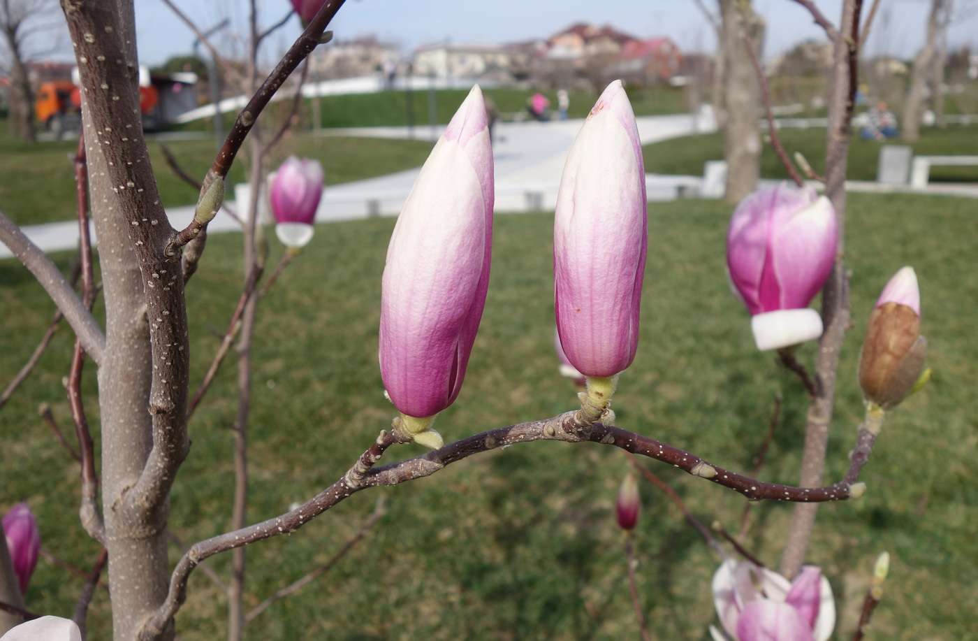 Image of Magnolia &times; soulangeana specimen.