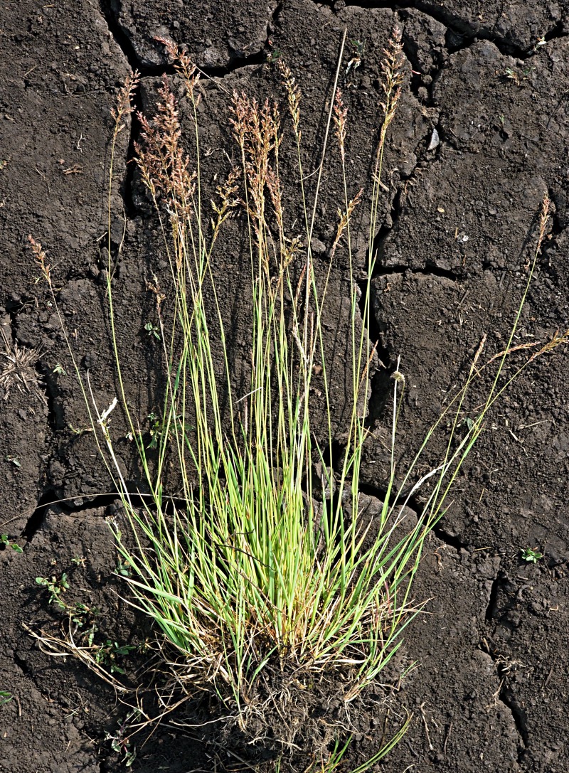 Изображение особи род Agrostis.