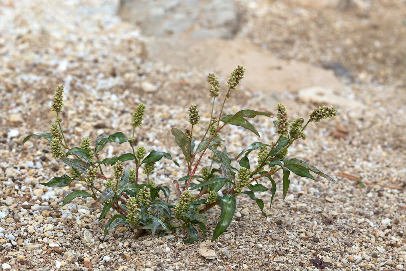 Image of Persicaria scabra specimen.