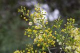 Acacia victoriae