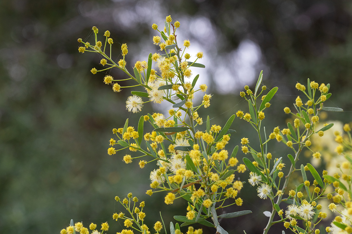 Изображение особи Acacia victoriae.