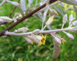 Elaeagnus angustifolia