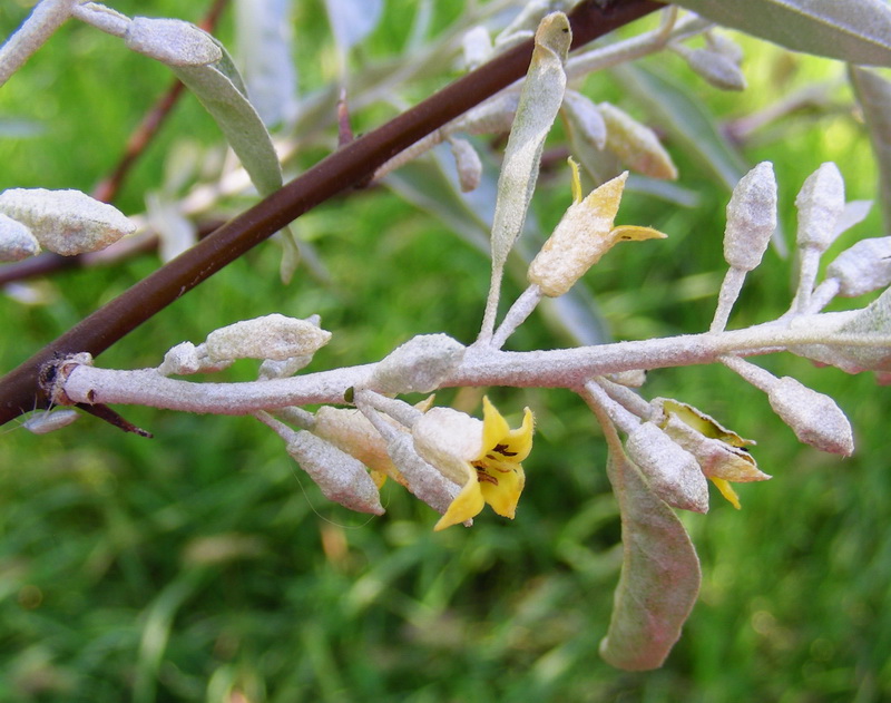 Image of Elaeagnus angustifolia specimen.