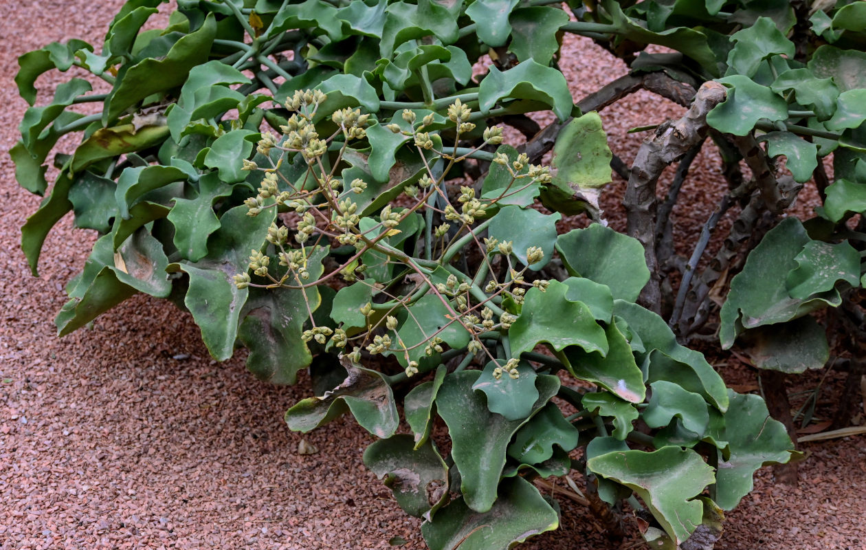 Image of Kalanchoe beharensis specimen.