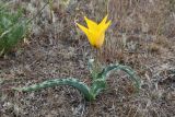 Tulipa behmiana