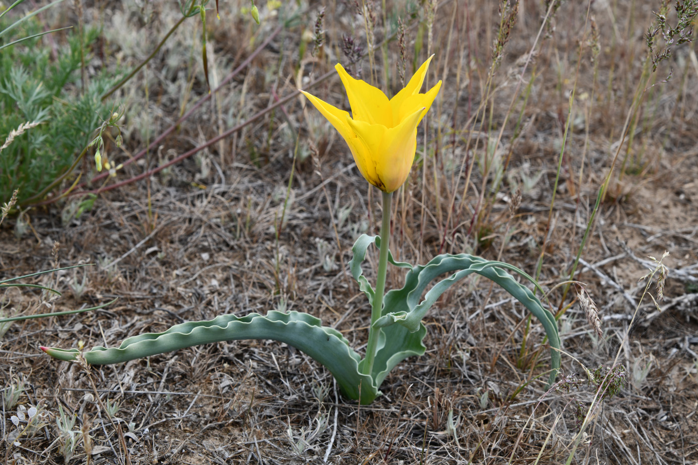 Изображение особи Tulipa behmiana.