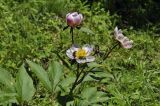 Paeonia lactiflora