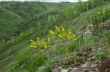 Chamaecytisus ruthenicus
