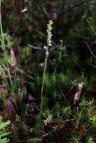 Goodyera repens
