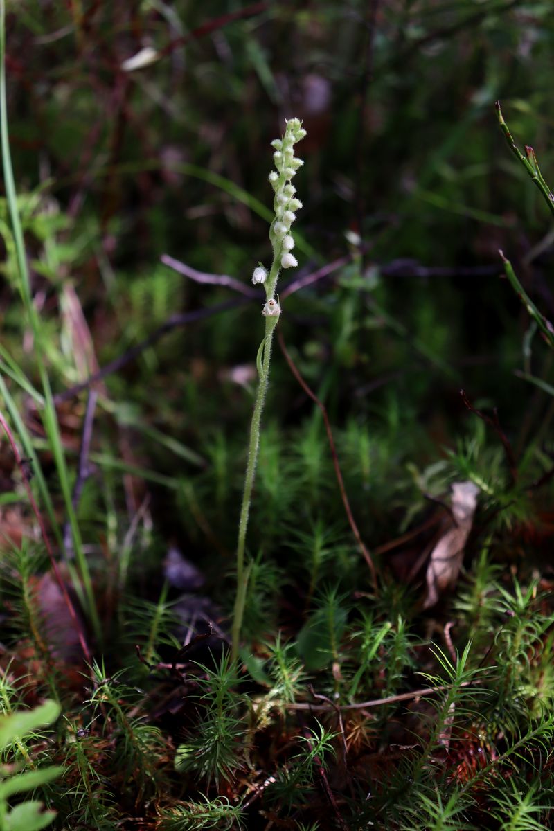 Image of Goodyera repens specimen.