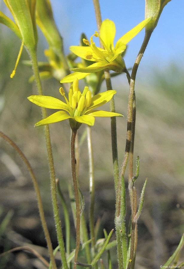 Изображение особи Gagea bulbifera.