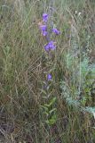 genus Campanula