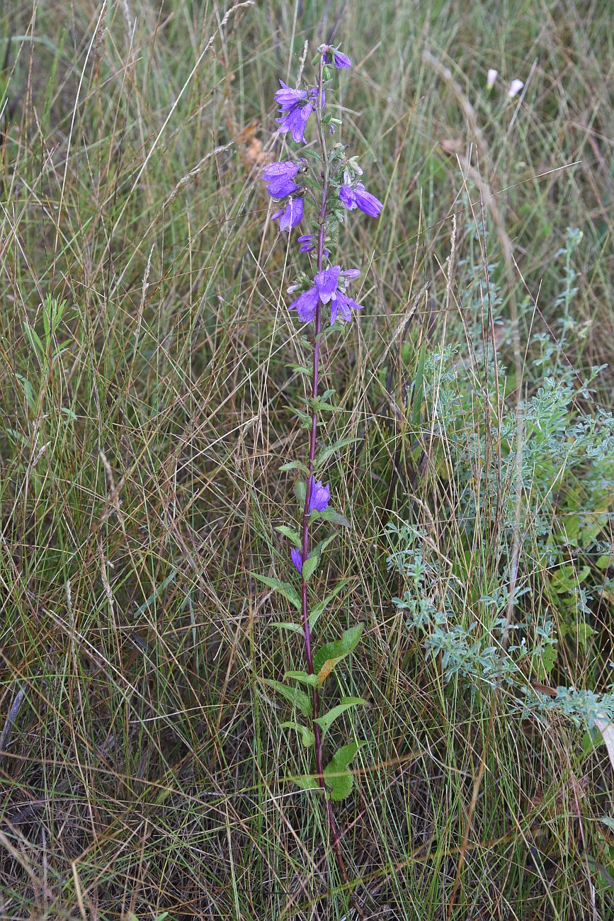 Изображение особи род Campanula.